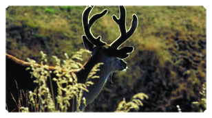 DSC700 310 Gone Hunting (Deer)